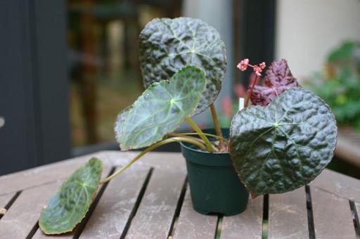 B. ‘Sansouci’